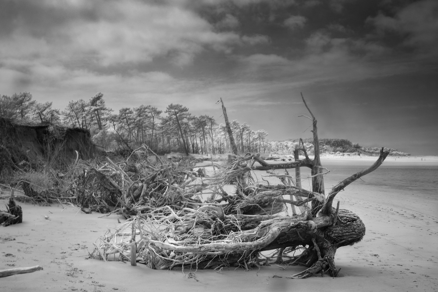 #Fujifilm #XE2 #blackandwhitephotography #fujifilm #ir #infrared #infrared_photography #infraredphotography #infrared_images #creativeir #irphotography #ig_infrared #infraredworld #infraredphoto #infraredcamera #irphoto #irfilter #convertedcamera #irphotography #lifepixelinfrared #beach #wood